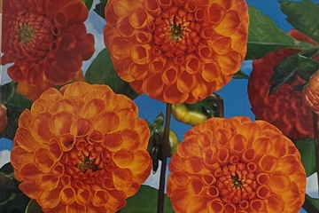 Afbeelding van Dahlia Pompon New Baby – Oranje – 1 Knol