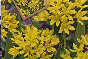 Afbeelding van 15x Allium Moly (Goudlook) – Bloembollen – Gele Bloei