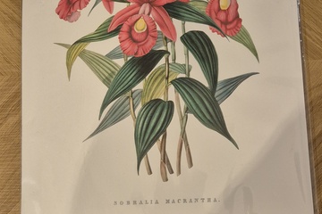 Afbeelding van Botanische print