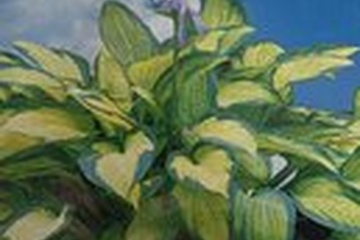 Afbeelding van Hosta Paul’s Glory – 1 Plant | Bonte Hartlelie | Schaduwplan