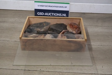 Afbeelding van Mix van Ammonietfossielen