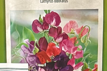 Afbeelding van 2 zakjes zaadjes voor Siererwt spencer mix tht 31-12-2025