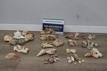 Afbeelding van Grote Mix van zeeschelpen