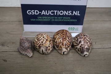 Afbeelding van Set van 4 Tijgerkauri-Schelpen