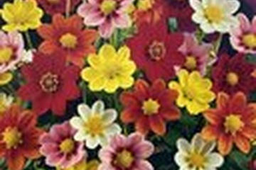 Afbeelding van Dahlia Mix – 3 Bollen | Rijke Zomerbloei in Kleurrijke Mix