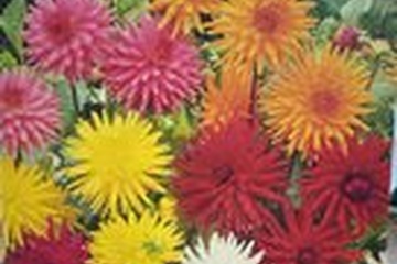 Afbeelding van Dahlia Mix Cactus - Kleurrijke en Unieke Bloemenpracht