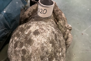 Afbeelding van 020. Parasolvoet konijn