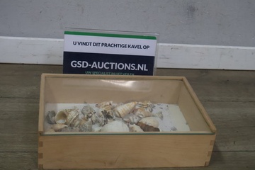 Afbeelding van Houten vitrinekastje met verzameling schelpen
