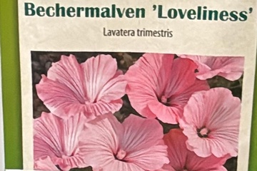 Afbeelding van 3 zakjes zaadjes voor Lavatera loveliness tht 31-12-25