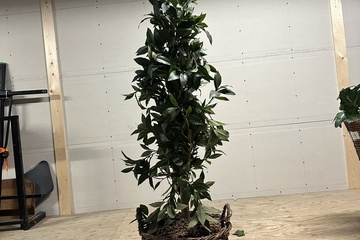 Afbeelding van 217. Een kamerplant, nep