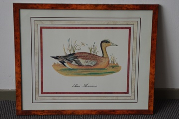 Afbeelding van Ingekleurde prent: Anas Americana (Amerikaanse Smient)''