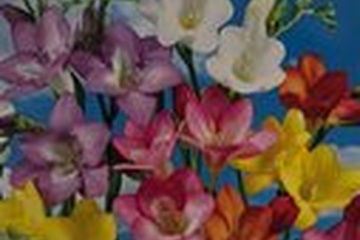 Afbeelding van Freesia Single Mix – 35 Knollen | Geurende Freesia Mix | Voo