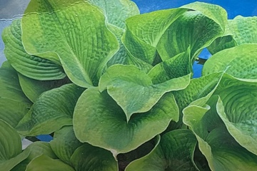 Afbeelding van Hosta Fragrant Dream – Schaduwplant – 1 Wortelstok