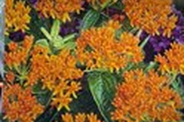 Afbeelding van Asclepias Tuberosa – 2 bollen | Oranje Zijdeplant | Vlinderp
