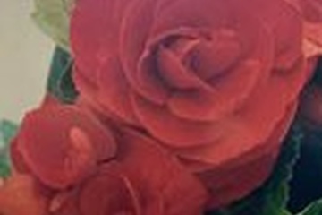 Afbeelding van Begonia Rood - 3 Stuks Prachtige Bloembollen