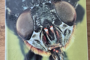 Afbeelding van De wereld der insekten – De mens ziet zijn wereld