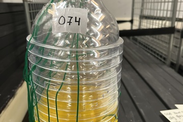 Afbeelding van 074. Wespenvanger