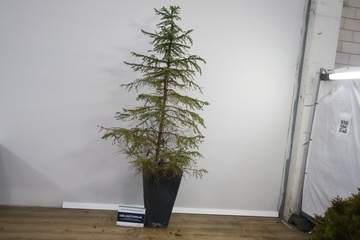 Afbeelding van Grote Ceder in Zwarte Pot'