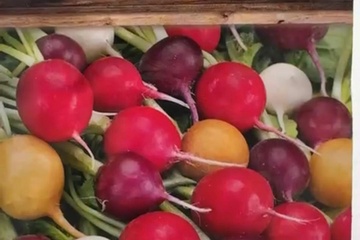 Afbeelding van 3 zakjes zaadjes voor radijsjes paas mix tht 31-12-2025