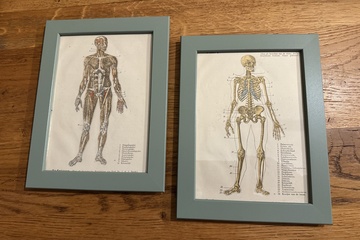Afbeelding van set van 2 anatomische prenten van het menselijk lichaam, ing