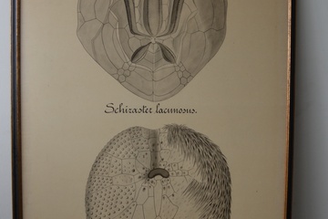 Afbeelding van Ingelijste megaposter van Zee-egels.