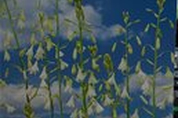 Afbeelding van Galtonia Candicans – 2 Bloembollen | Zomerhyacint | Witte Kl