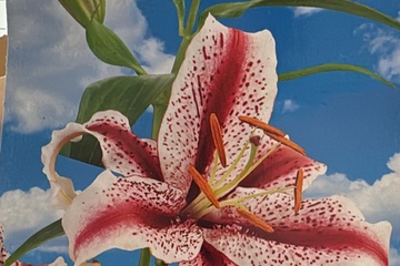 Afbeelding van 3x Lilium 2 Colours – Leliebollen – Zomerbloei