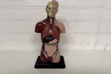 Afbeelding van Anatomisch Model
