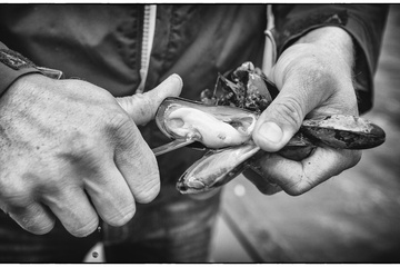 Afbeelding van Bezoek oudste oester en mosselkwekerij Vette & Verhaart (4 personen)