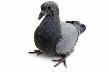 Afbeelding van JONG 2	 - 3018352