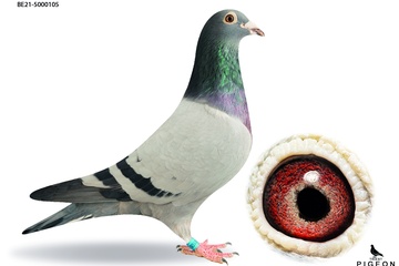 Afbeelding van DUIF 1 - BE-21-5000105