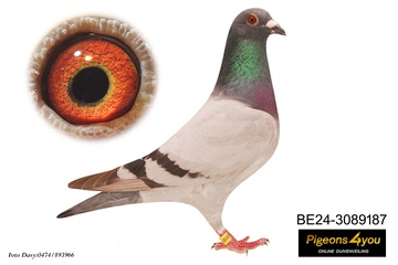 Afbeelding van Duif 14 - 24-3089187 - FRANKY 187