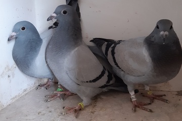 Afbeelding van BON 31: Librecht Jens Oostrozebeke