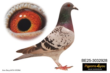 Afbeelding van Jong 16 - DOCHTER MAUD 25-3032928