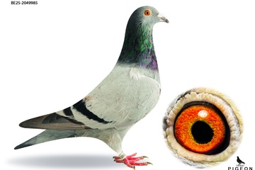 Afbeelding van DUIF 18 - BE-25-2049985