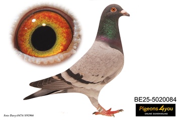 Afbeelding van Jong 3 - 25-5020084 - OFFSPRING TO YELENA