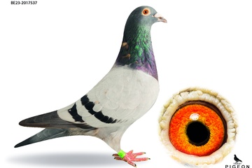 Afbeelding van DUIF 6 - BE-23-2017537