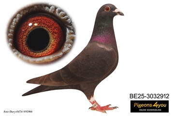 Afbeelding van Jong 17 - BLACK OUT 25-3032912