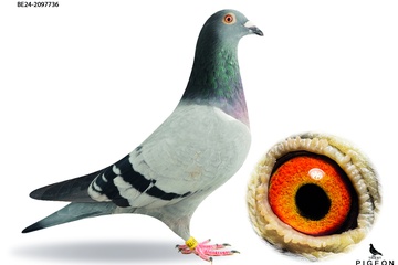 Afbeelding van DUIF 12 - BE-24-2097736
