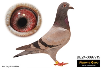 Afbeelding van Duif 7 - 24-3097715