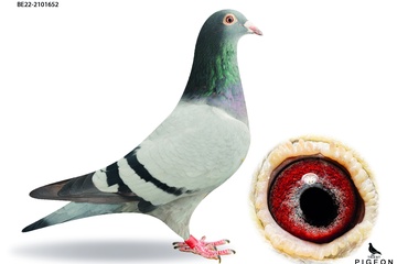 Afbeelding van DUIF 4 - BE-22-2101652