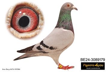 Afbeelding van Duif 4 - 24-3089179 - SCHONEN GABY 179