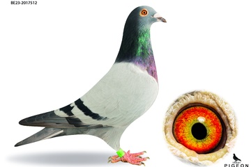 Afbeelding van DUIF 5 - BE-23-2017512
