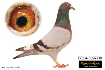 Afbeelding van Duif 4 - 24-3097710