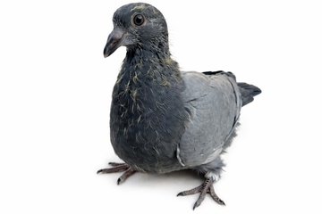 Afbeelding van JONG 5	 - 3018355