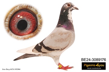 Afbeelding van Duif 7 - 24-3089176 - BONTEN 176