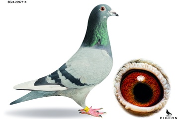 Afbeelding van DUIF 2 - BE-24-2097714