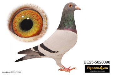 Afbeelding van Jong 4 - 25-5020098 - CHILD FORREST GUMP