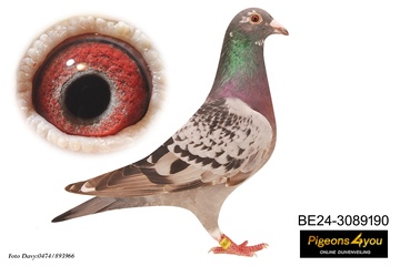 Afbeelding van Duif 3 - 24-3089190 - LUCKY LUKE JNR