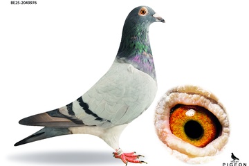Afbeelding van DUIF 16 - BE-25-2049976